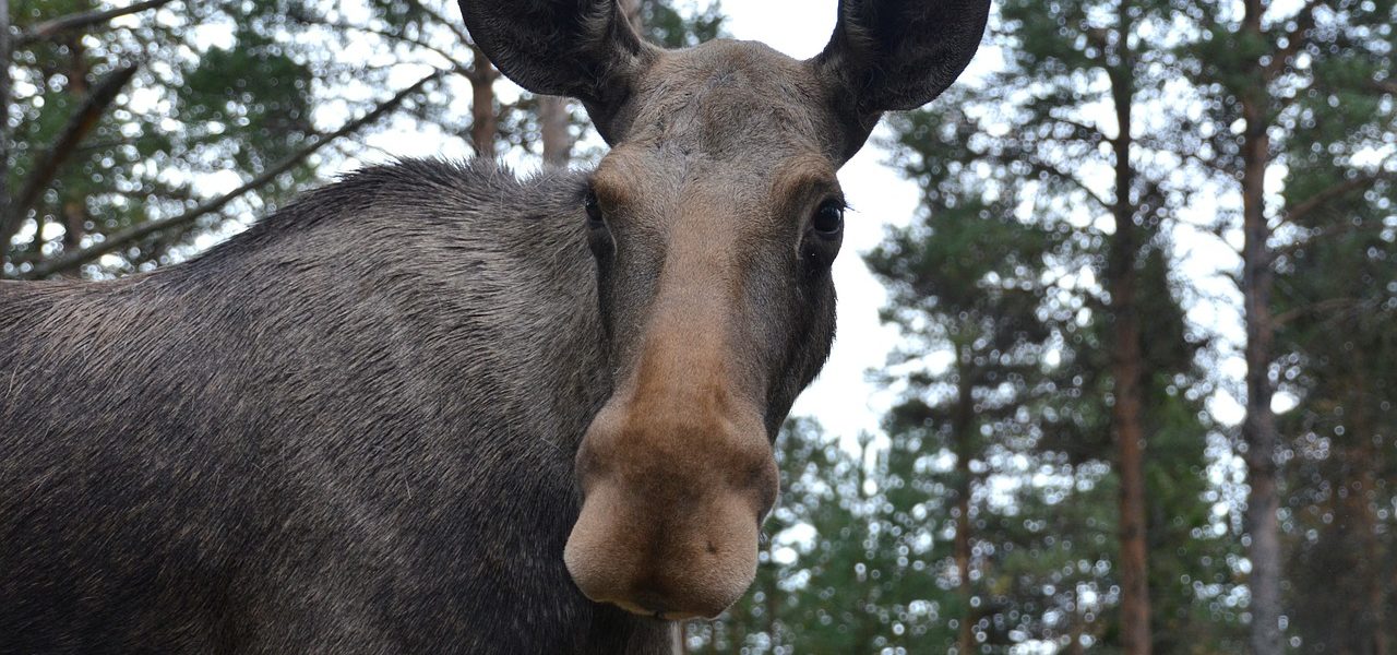 Forberedt på det verste