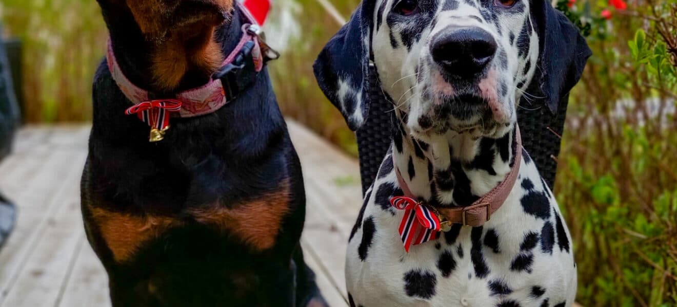Diabeteshund eller ei – hunden min bidrar til bedre blodsukker